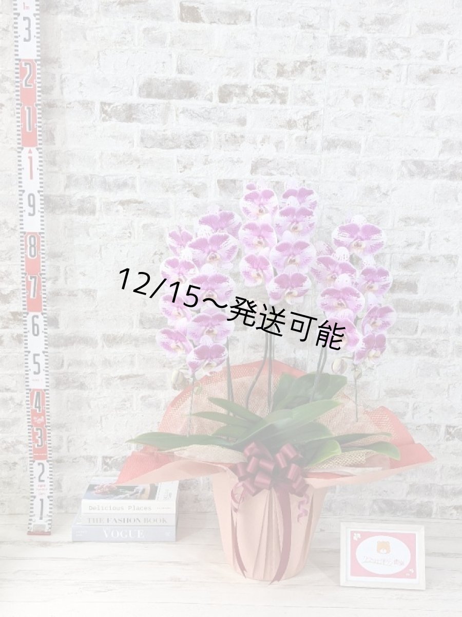 画像6: 新品種！スタイリッシュで独創的【パープル・シオン】　３本立（大輪）＜７つの特典付き！＞〈約高さ９０ｃｍ、横幅５０ｃｍ、奥行き５０ｃｍ〉30輪以上 (6)