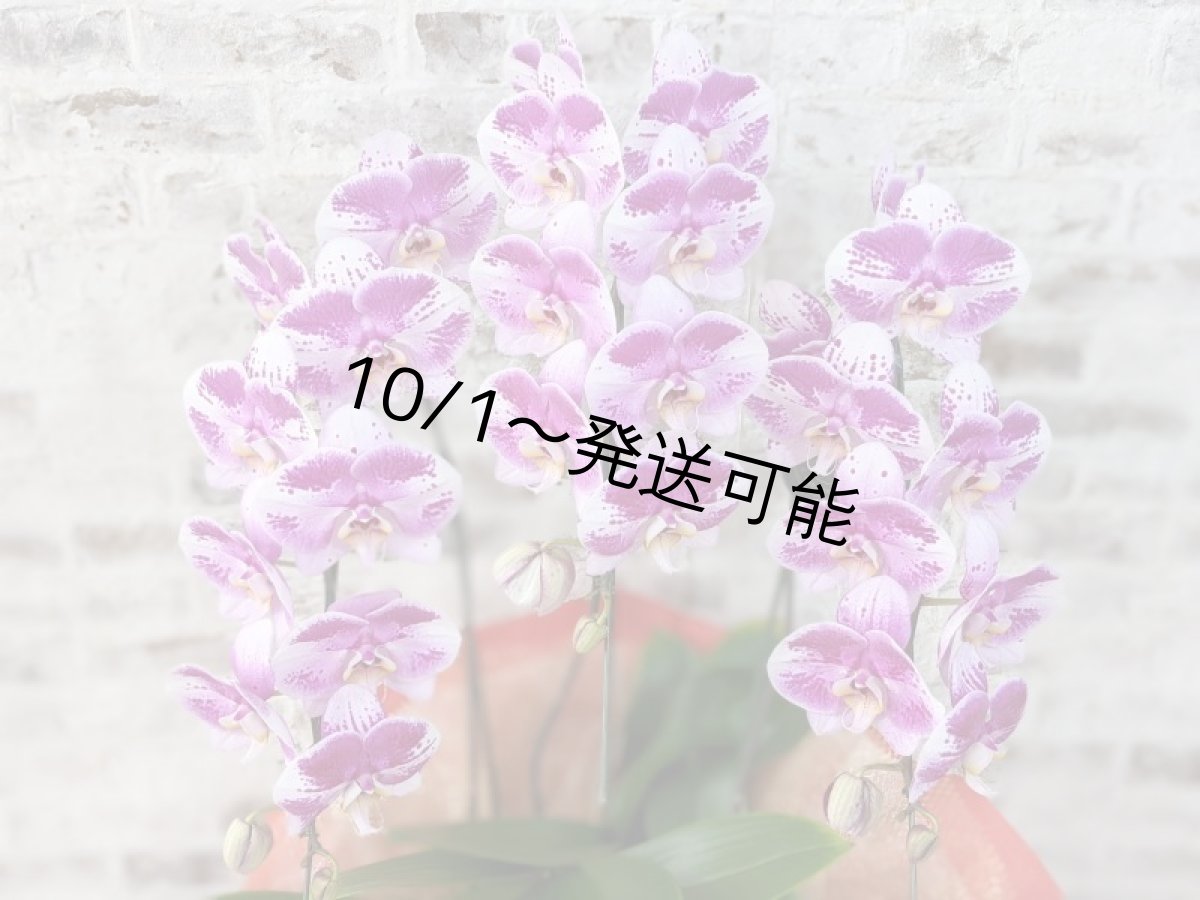 画像5: 新品種！スタイリッシュで独創的【パープル・シオン】　３本立（大輪）＜７つの特典付き！＞〈約高さ９０ｃｍ、横幅５０ｃｍ、奥行き５０ｃｍ〉30輪以上 (5)