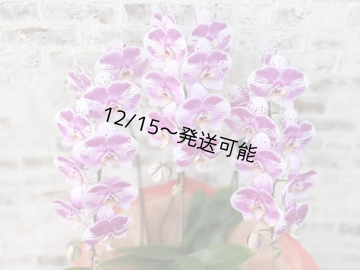 画像5: 新品種！スタイリッシュで独創的【パープル・シオン】　３本立（大輪）＜７つの特典付き！＞〈約高さ９０ｃｍ、横幅５０ｃｍ、奥行き５０ｃｍ〉30輪以上 (5)