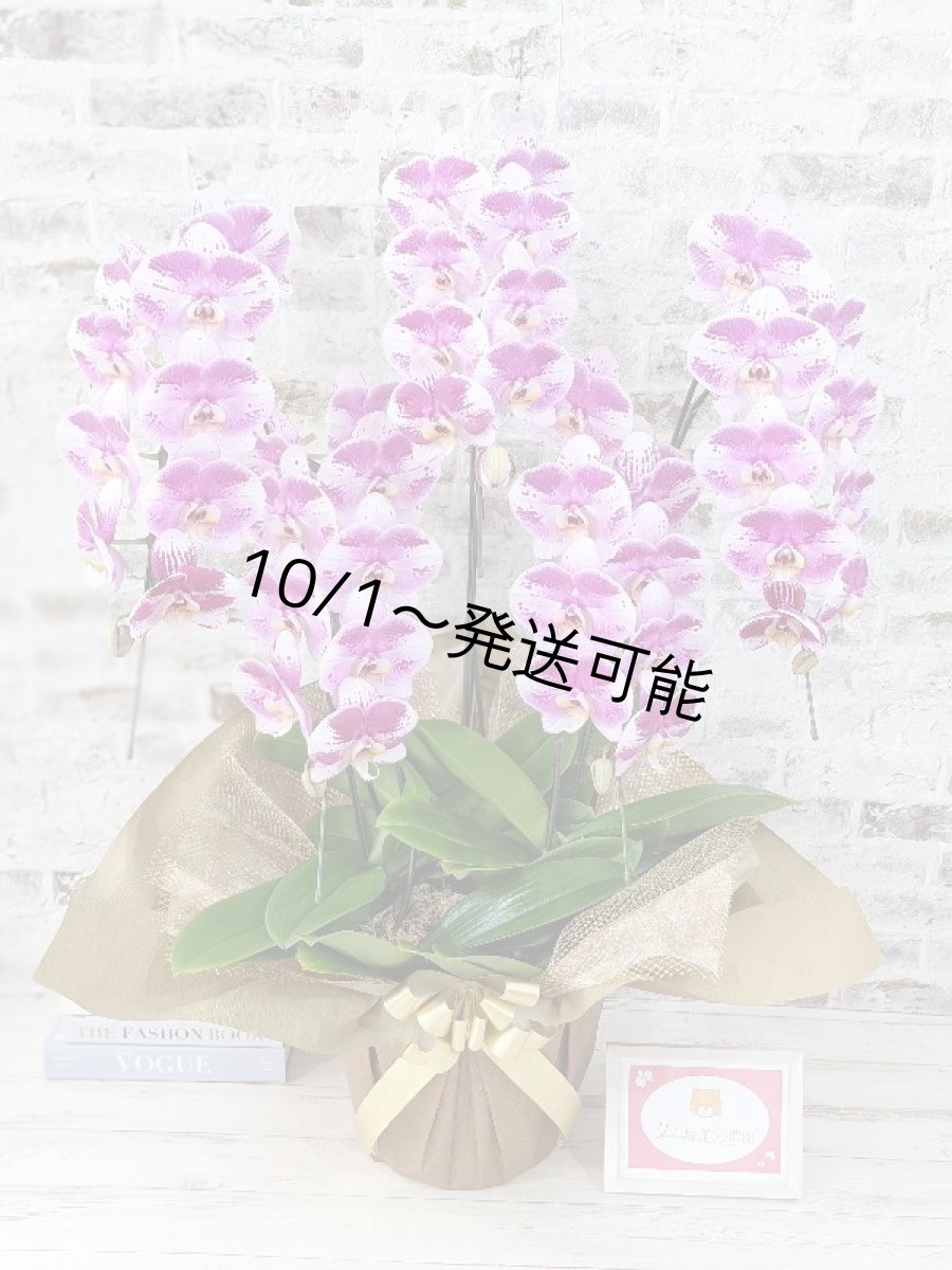 画像1: 【※大型送料3,800円】新品種！スタイリッシュで独創的【パープル・シオン】　５本立（大輪）＜７つの特典付き！＞〈約高さ９５ｃｍ、横幅６５ｃｍ、奥行き５５ｃｍ〉50輪以上  (1)
