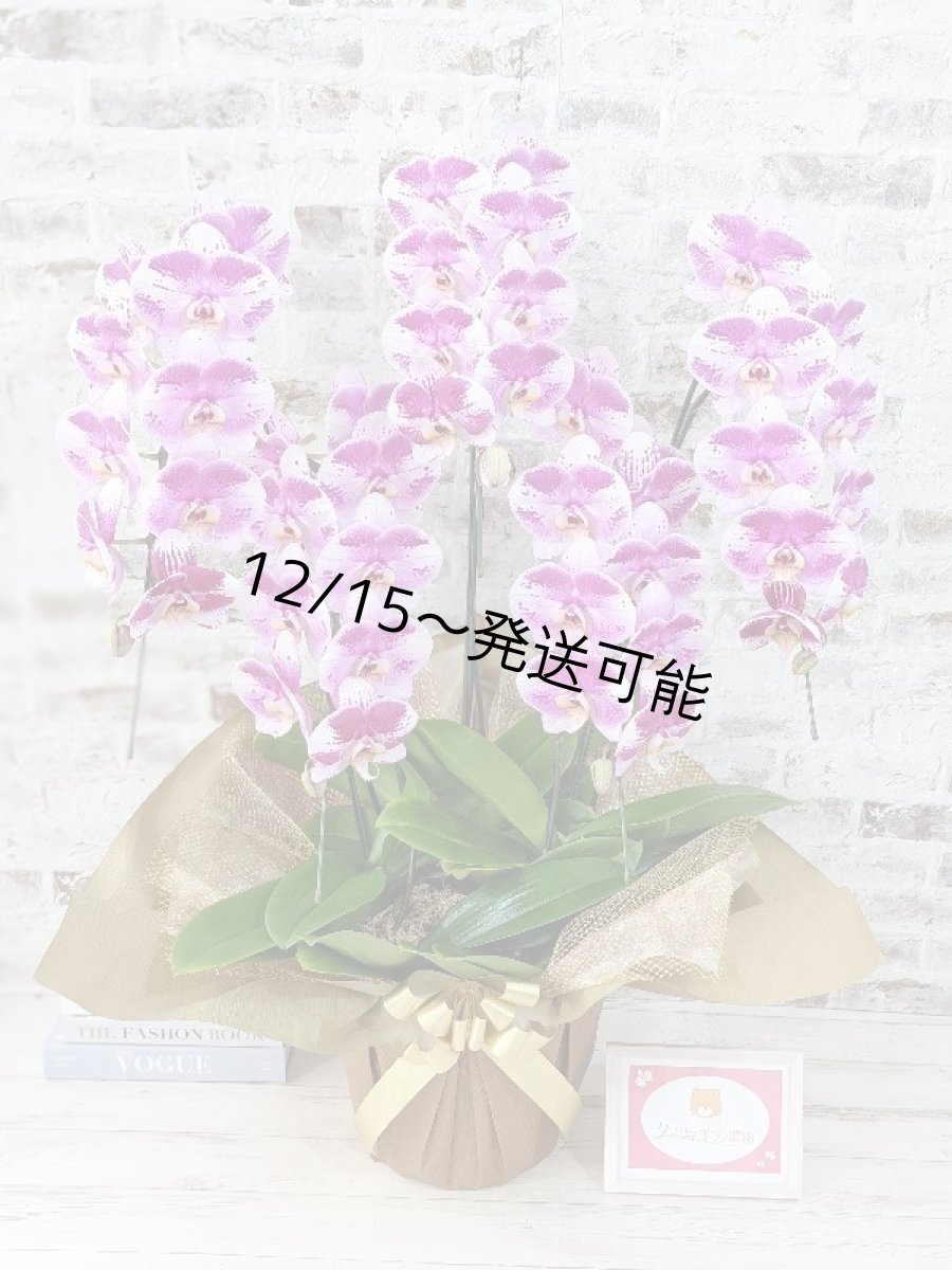 画像1: 【※大型送料3,800円】新品種！スタイリッシュで独創的【パープル・シオン】　５本立（大輪）＜７つの特典付き！＞〈約高さ９５ｃｍ、横幅６５ｃｍ、奥行き５５ｃｍ〉50輪以上  (1)