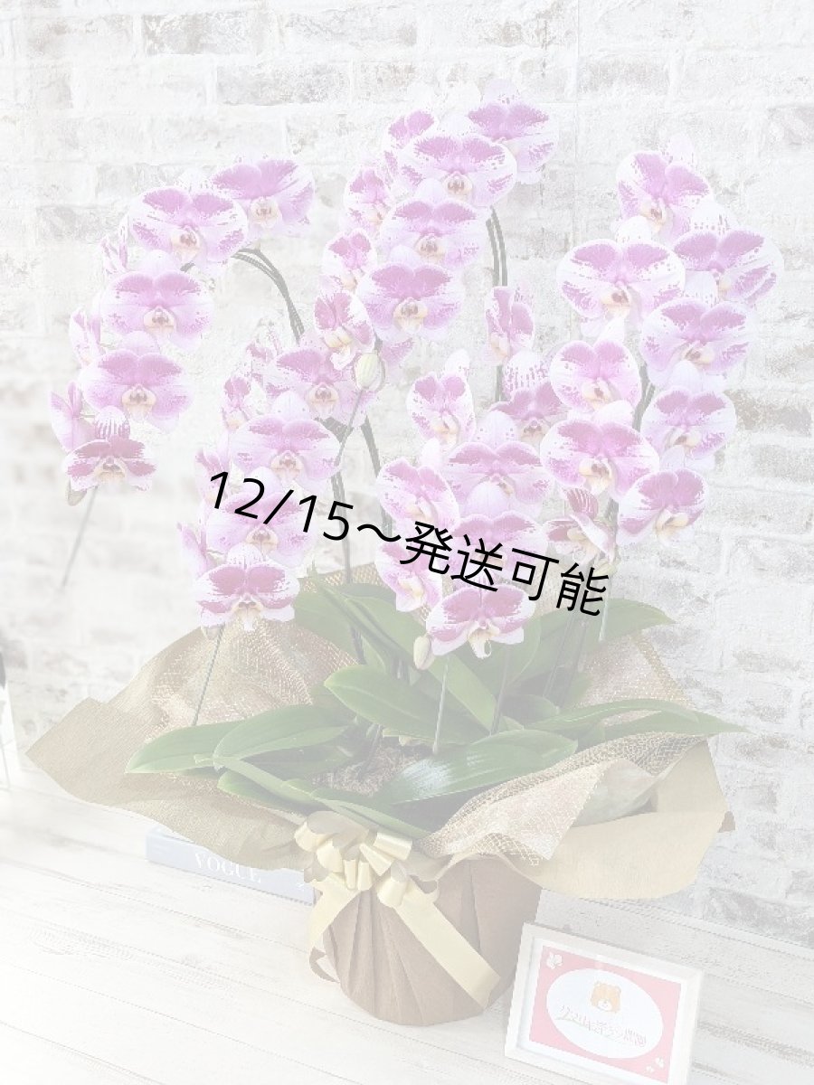 画像2: 【※大型送料3,800円】新品種！スタイリッシュで独創的【パープル・シオン】　５本立（大輪）＜７つの特典付き！＞〈約高さ９５ｃｍ、横幅６５ｃｍ、奥行き５５ｃｍ〉50輪以上  (2)