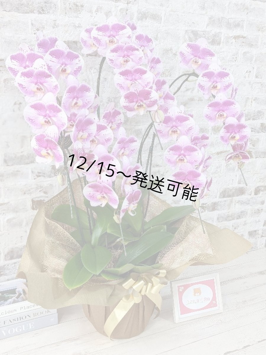 画像3: 【※大型送料3,800円】新品種！スタイリッシュで独創的【パープル・シオン】　５本立（大輪）＜７つの特典付き！＞〈約高さ９５ｃｍ、横幅６５ｃｍ、奥行き５５ｃｍ〉50輪以上  (3)