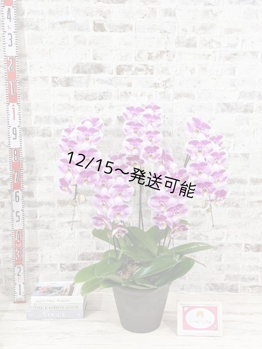 画像5: 【※大型送料3,800円】新品種！スタイリッシュで独創的【パープル・シオン】　５本立（大輪）＜７つの特典付き！＞〈約高さ９５ｃｍ、横幅６５ｃｍ、奥行き５５ｃｍ〉50輪以上  (5)