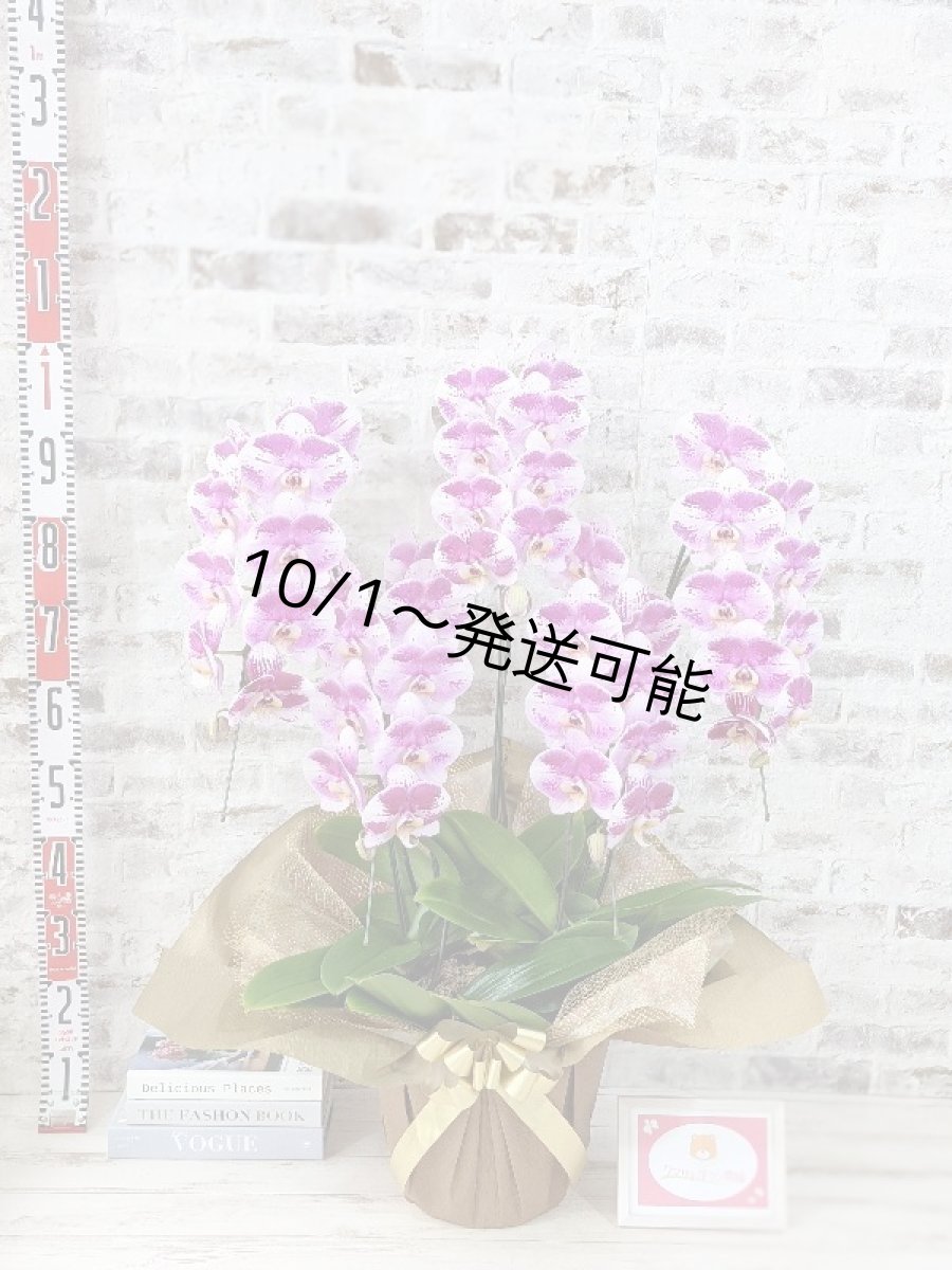 画像6: 【※大型送料3,800円】新品種！スタイリッシュで独創的【パープル・シオン】　５本立（大輪）＜７つの特典付き！＞〈約高さ９５ｃｍ、横幅６５ｃｍ、奥行き５５ｃｍ〉50輪以上  (6)