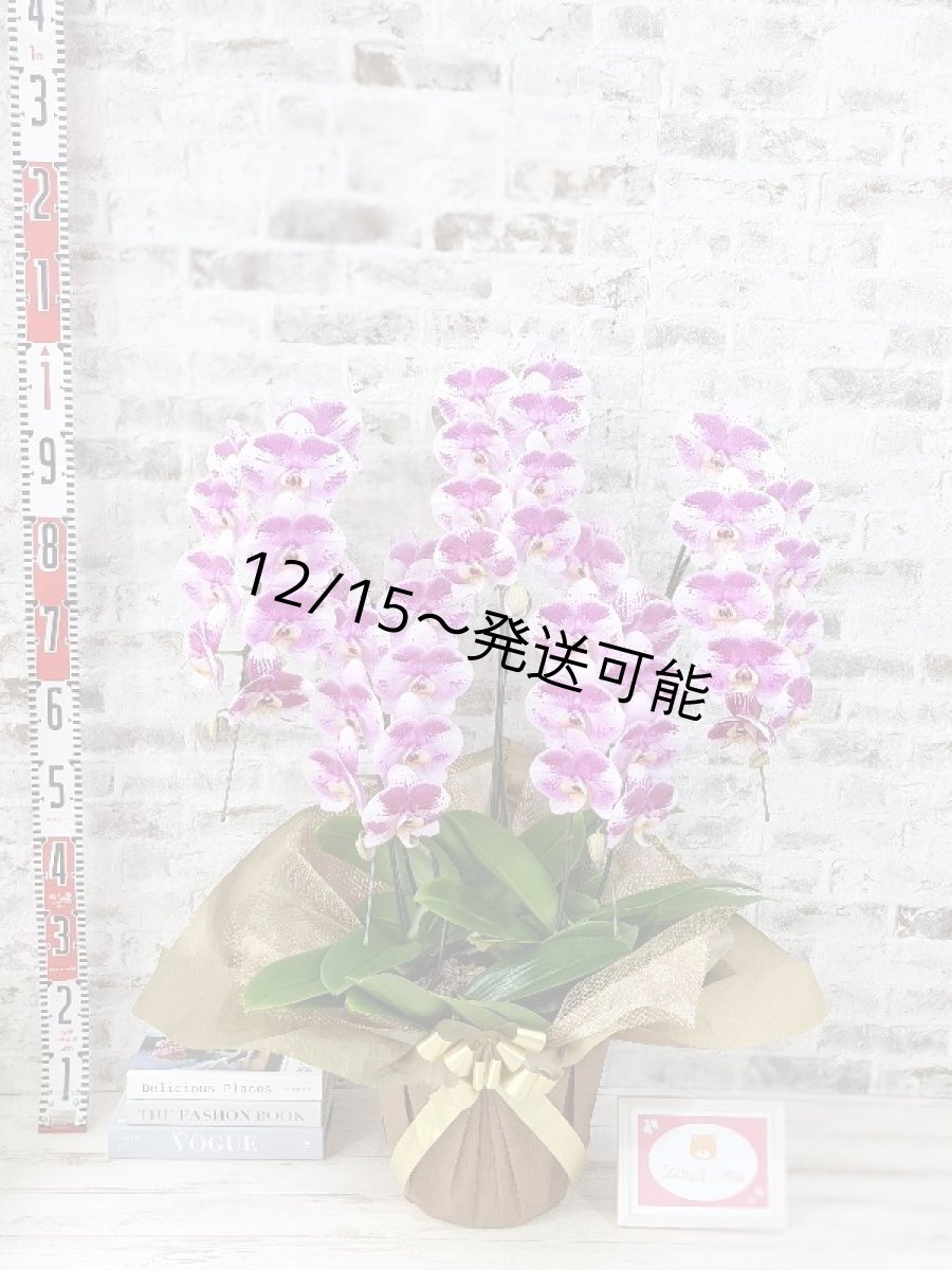 画像6: 【※大型送料3,800円】新品種！スタイリッシュで独創的【パープル・シオン】　５本立（大輪）＜７つの特典付き！＞〈約高さ９５ｃｍ、横幅６５ｃｍ、奥行き５５ｃｍ〉50輪以上  (6)