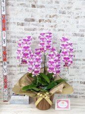 画像6: 新品種！スタイリッシュで独創的【パープル・シオン】　５本立（大輪）＜７つの特典付き！＞〈約高さ９５ｃｍ、横幅６５ｃｍ、奥行き５５ｃｍ〉50輪以上  (6)