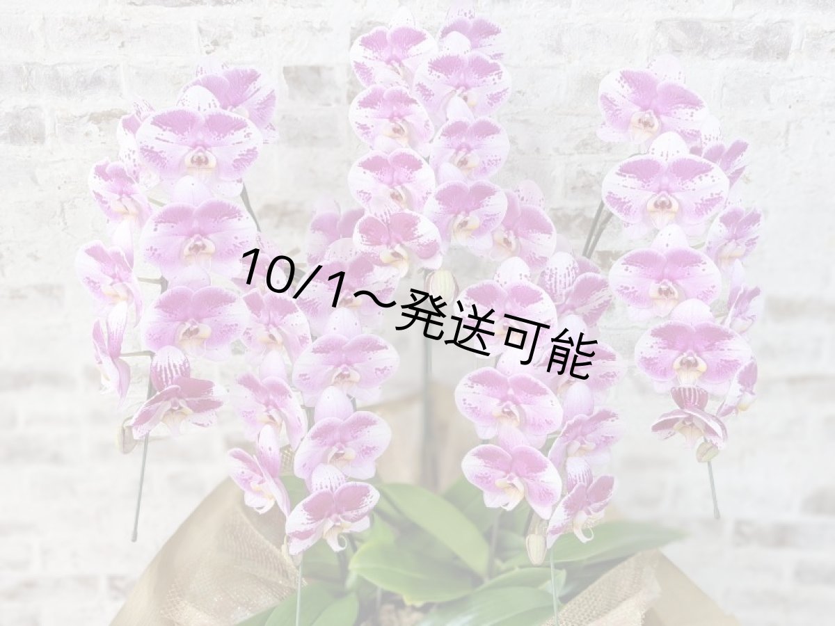画像4: 【※大型送料3,800円】新品種！スタイリッシュで独創的【パープル・シオン】　５本立（大輪）＜７つの特典付き！＞〈約高さ９５ｃｍ、横幅６５ｃｍ、奥行き５５ｃｍ〉50輪以上  (4)