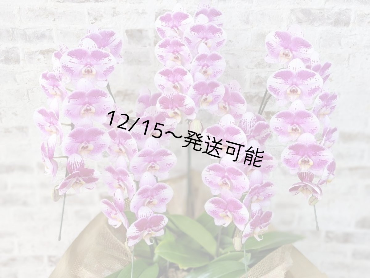 画像4: 【※大型送料3,800円】新品種！スタイリッシュで独創的【パープル・シオン】　５本立（大輪）＜７つの特典付き！＞〈約高さ９５ｃｍ、横幅６５ｃｍ、奥行き５５ｃｍ〉50輪以上  (4)