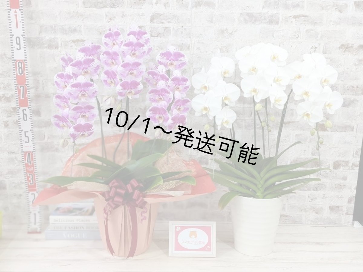 画像8: 【※大型送料3,800円】新品種！スタイリッシュで独創的【パープル・シオン】　５本立（大輪）＜７つの特典付き！＞〈約高さ９５ｃｍ、横幅６５ｃｍ、奥行き５５ｃｍ〉50輪以上  (8)