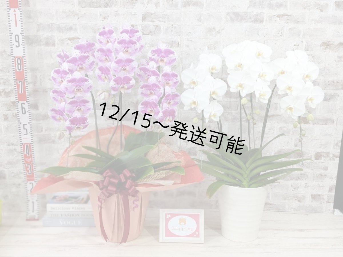 画像9: 新品種！スタイリッシュで独創的【パープル・シオン】　２本立（大輪）＜７つの特典付き！＞〈約高さ９０ｃｍ、横幅４０ｃｍ、奥行き４５ｃｍ〉20輪以上  (9)