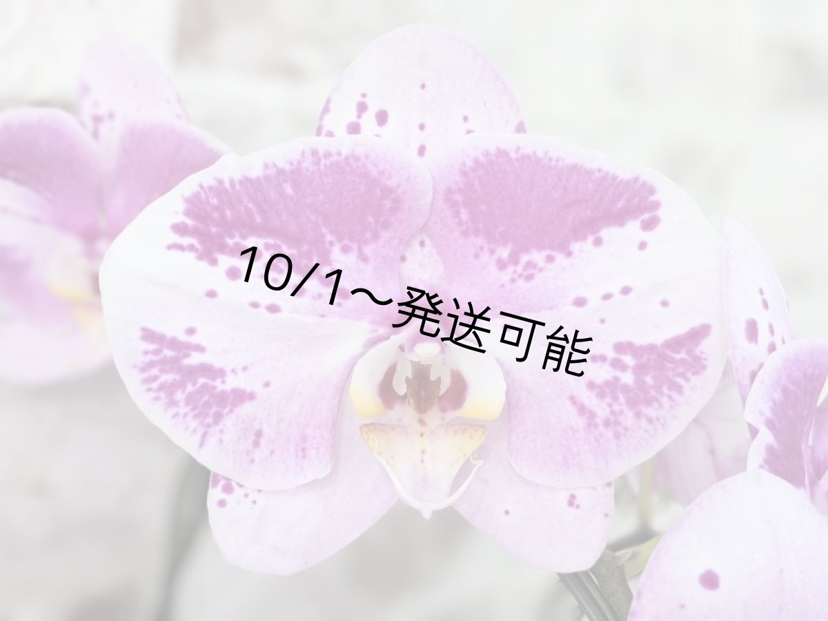 画像9: 【※大型送料3,800円】新品種！スタイリッシュで独創的【パープル・シオン】　５本立（大輪）＜７つの特典付き！＞〈約高さ９５ｃｍ、横幅６５ｃｍ、奥行き５５ｃｍ〉50輪以上  (9)