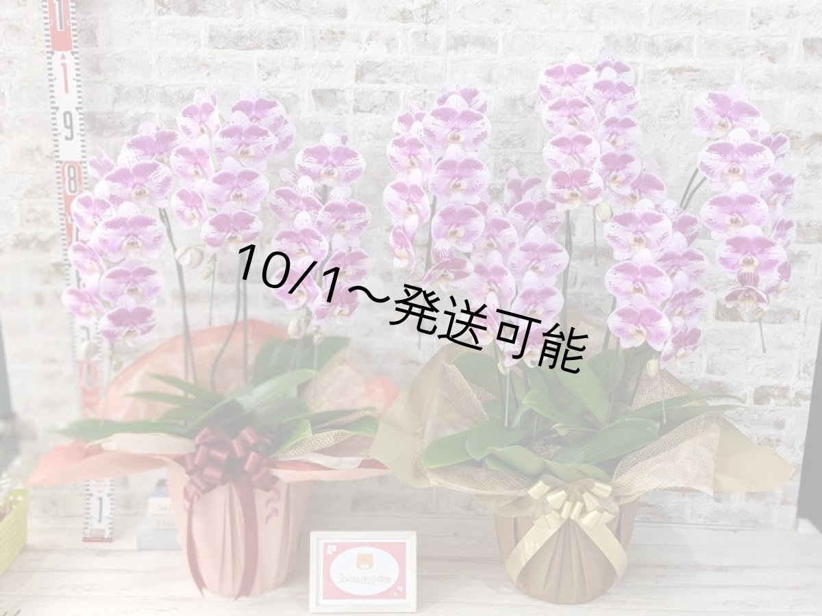画像7: 【※大型送料3,800円】新品種！スタイリッシュで独創的【パープル・シオン】　５本立（大輪）＜７つの特典付き！＞〈約高さ９５ｃｍ、横幅６５ｃｍ、奥行き５５ｃｍ〉50輪以上  (7)