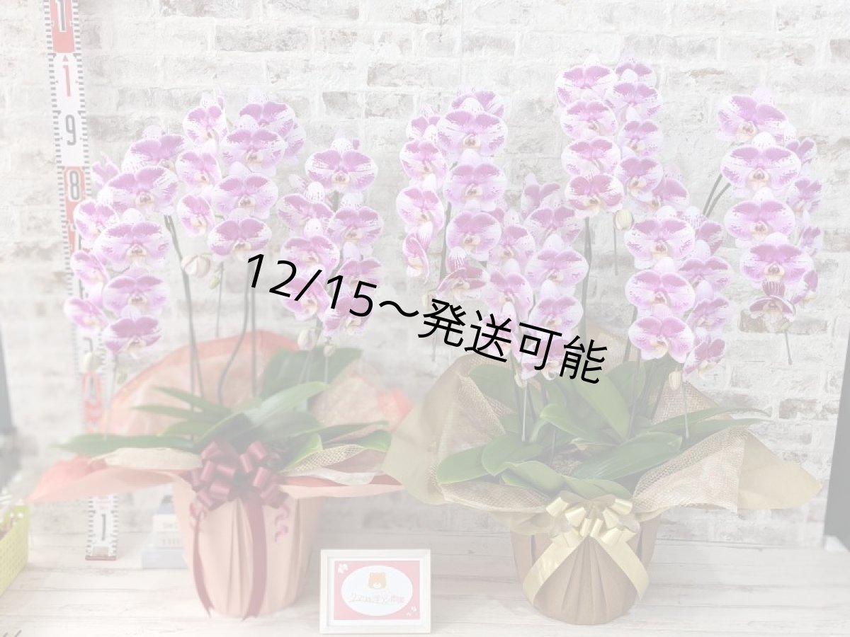 画像10: 新品種！スタイリッシュで独創的【パープル・シオン】　２本立（大輪）＜７つの特典付き！＞〈約高さ９０ｃｍ、横幅４０ｃｍ、奥行き４５ｃｍ〉20輪以上  (10)