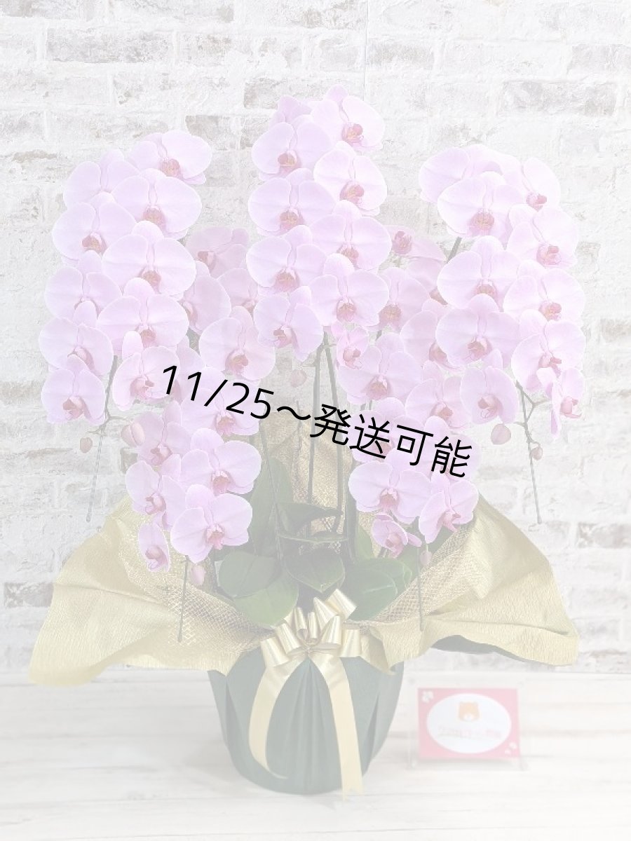 画像1: 【※大型送料3,800円】さくら色大輪胡蝶蘭＊『ハッピー・ストリーム』Ｍサイズ(５本立)＜７つの特典付き！＞〈約高さ１００ｃｍ、横幅７５ｃｍ、奥行き６０ｃｍ〉60輪以上 (1)