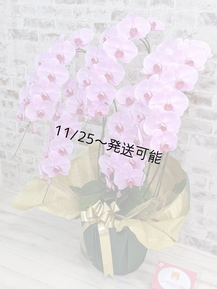 画像2: 【※大型送料3,800円】さくら色大輪胡蝶蘭＊『ハッピー・ストリーム』Ｍサイズ(５本立)＜７つの特典付き！＞〈約高さ１００ｃｍ、横幅７５ｃｍ、奥行き６０ｃｍ〉60輪以上 (2)