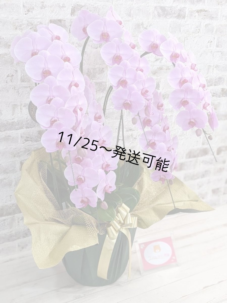 画像3: 【※大型送料3,800円】さくら色大輪胡蝶蘭＊『ハッピー・ストリーム』Ｍサイズ(５本立)＜７つの特典付き！＞〈約高さ１００ｃｍ、横幅７５ｃｍ、奥行き６０ｃｍ〉60輪以上 (3)