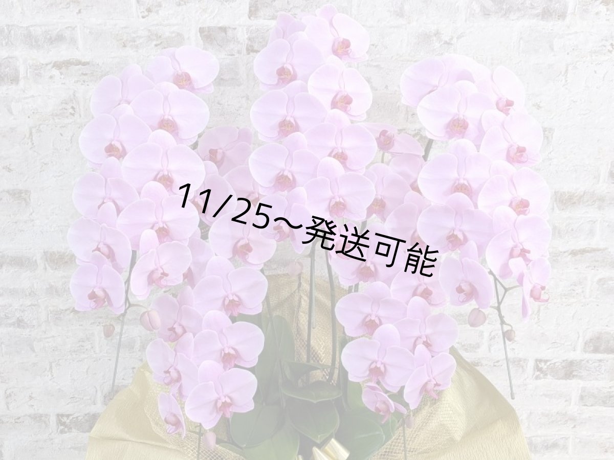 画像4: 【※大型送料3,800円】さくら色大輪胡蝶蘭＊『ハッピー・ストリーム』Ｍサイズ(５本立)＜７つの特典付き！＞〈約高さ１００ｃｍ、横幅７５ｃｍ、奥行き６０ｃｍ〉60輪以上 (4)