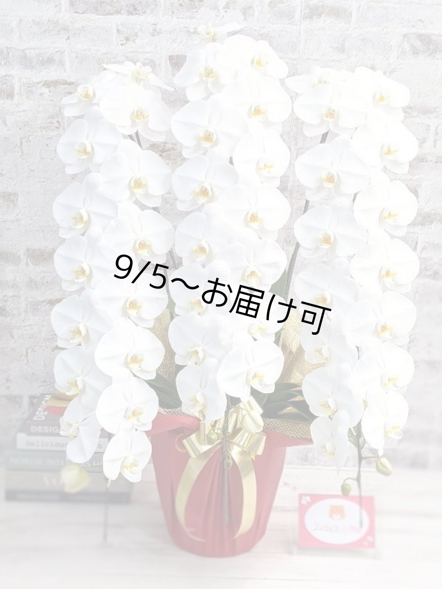 画像1: 【特選級　鳴滝清流こちょうらん　３本立】＊白＊（巨大輪）＜７つの特典付き！＞〈約高さ９５ｃｍ、横幅８０ｃｍ、奥行き５０ｃｍ〉48輪以上 (1)