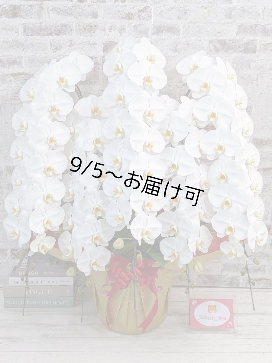 画像1: 【※大型送料3,600円】【特選級　鳴滝清流こちょうらん　５本立】＊白＊（巨大輪）＜７つの特典付き！＞〈約１００ｃｍ、横幅９０ｃｍ、奥行き６０ｃｍ〉75輪以上 (1)