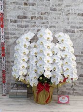 画像5: 【※大型送料3,600円】【特選級　鳴滝清流こちょうらん　５本立】＊白＊（巨大輪）＜７つの特典付き！＞〈約１００ｃｍ、横幅９０ｃｍ、奥行き６０ｃｍ〉75輪以上 (5)