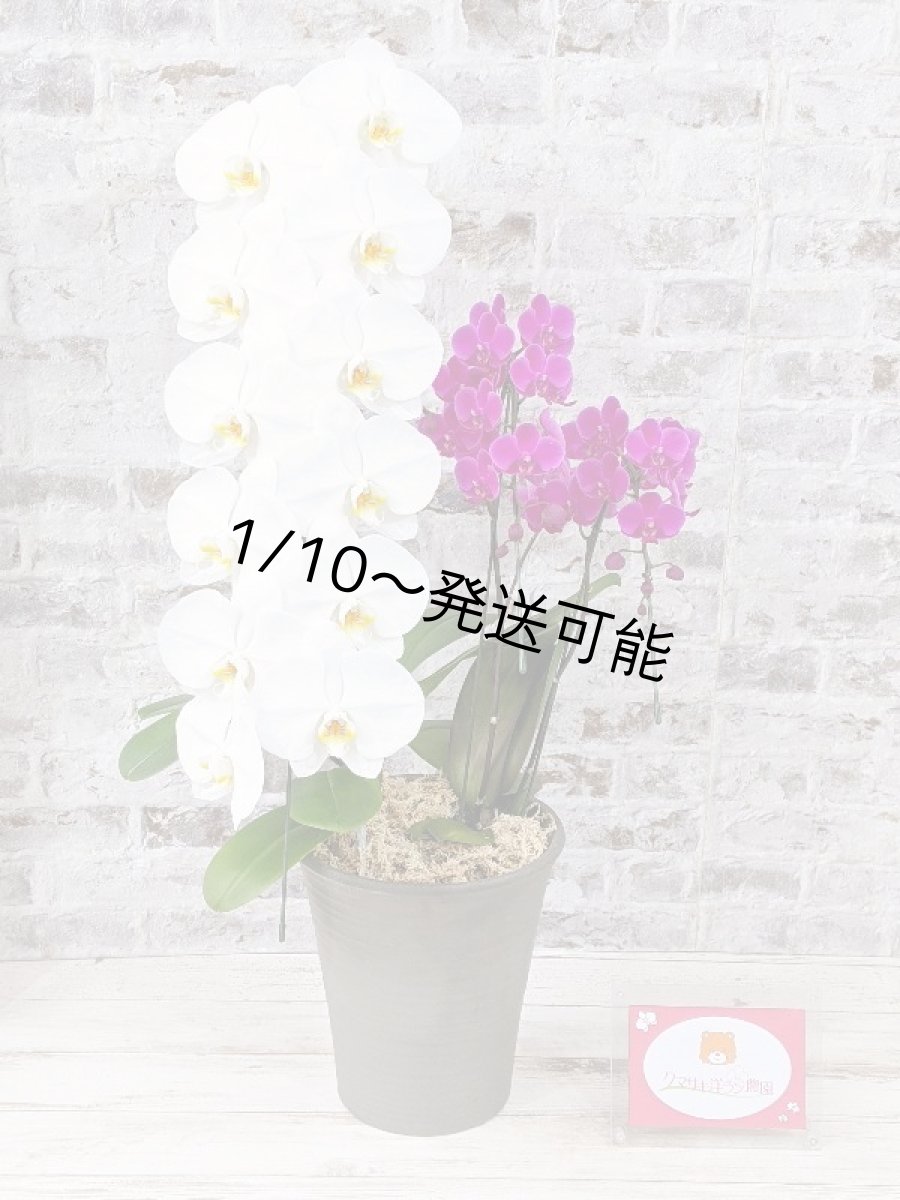 画像6: 当農園オリジナル！ミックス胡蝶蘭〔楊貴妃(ヨウキヒ)〕＊(1)＊＜７つの特典付き！＞ (6)