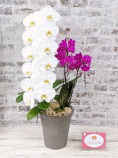 画像6: 当農園オリジナル！ミックス胡蝶蘭〔楊貴妃(ヨウキヒ)〕＊(1)＊＜７つの特典付き！＞ (6)
