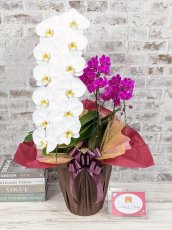 画像1: 当農園オリジナル！ミックス胡蝶蘭〔楊貴妃(ヨウキヒ)〕＊(1)＊＜７つの特典付き！＞ (1)