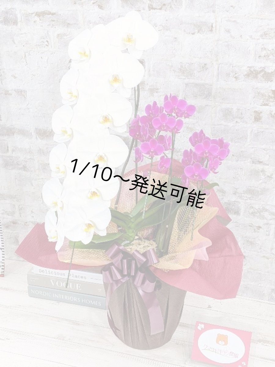 画像2: 当農園オリジナル！ミックス胡蝶蘭〔楊貴妃(ヨウキヒ)〕＊(1)＊＜７つの特典付き！＞ (2)