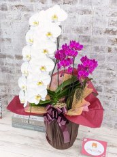 画像2: 当農園オリジナル！ミックス胡蝶蘭〔楊貴妃(ヨウキヒ)〕＊(1)＊＜７つの特典付き！＞ (2)