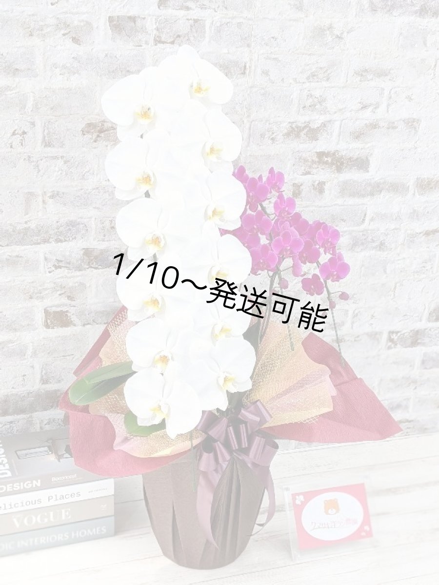 画像3: 当農園オリジナル！ミックス胡蝶蘭〔楊貴妃(ヨウキヒ)〕＊(1)＊＜７つの特典付き！＞ (3)