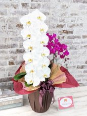 画像3: 当農園オリジナル！ミックス胡蝶蘭〔楊貴妃(ヨウキヒ)〕＊(1)＊＜７つの特典付き！＞ (3)