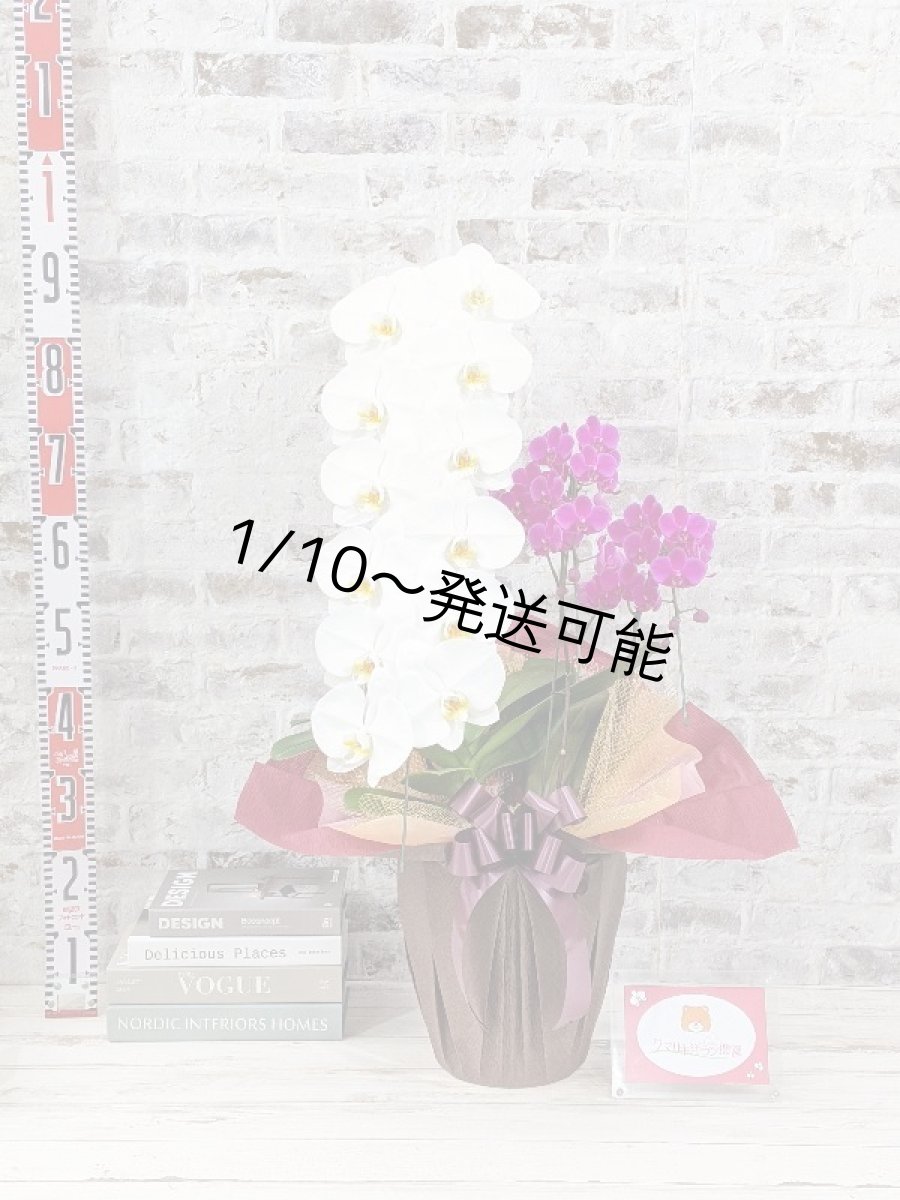 画像5: 当農園オリジナル！ミックス胡蝶蘭〔楊貴妃(ヨウキヒ)〕＊(1)＊＜７つの特典付き！＞ (5)