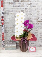 画像5: 当農園オリジナル！ミックス胡蝶蘭〔楊貴妃(ヨウキヒ)〕＊(1)＊＜７つの特典付き！＞ (5)