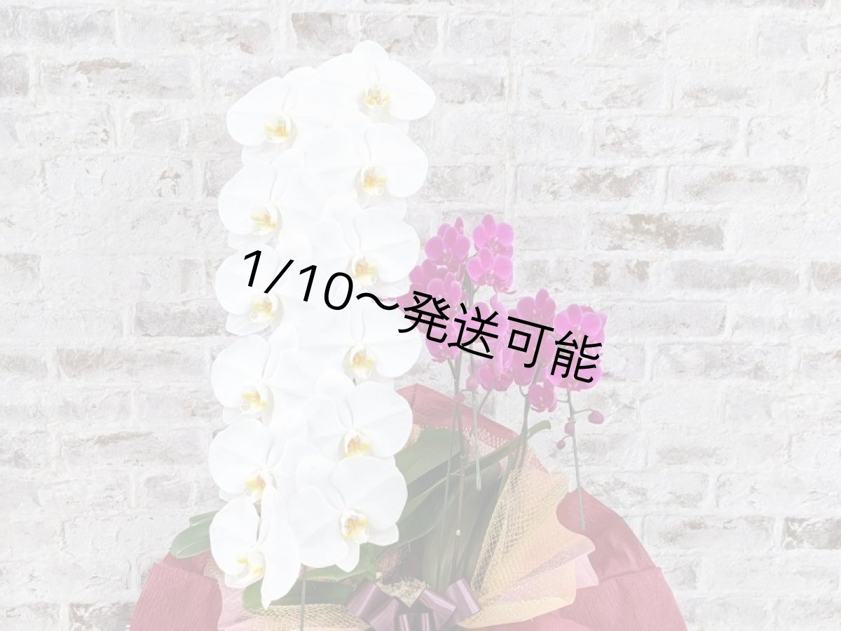 画像4: 当農園オリジナル！ミックス胡蝶蘭〔楊貴妃(ヨウキヒ)〕＊(1)＊＜７つの特典付き！＞ (4)