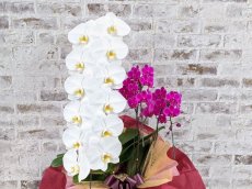画像4: 当農園オリジナル！ミックス胡蝶蘭〔楊貴妃(ヨウキヒ)〕＊(1)＊＜７つの特典付き！＞ (4)