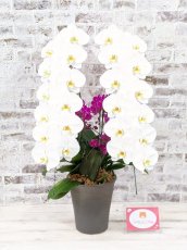 画像6: 当農園オリジナル！ミックス胡蝶蘭〔楊貴妃(ヨウキヒ)〕＊(2)＊＜７つの特典付き！＞ (6)
