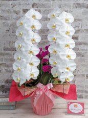 画像1: 当農園オリジナル！ミックス胡蝶蘭〔楊貴妃(ヨウキヒ)〕＊(2)＊＜７つの特典付き！＞ (1)