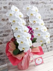 画像3: 当農園オリジナル！ミックス胡蝶蘭〔楊貴妃(ヨウキヒ)〕＊(2)＊＜７つの特典付き！＞ (3)