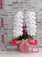 画像5: 当農園オリジナル！ミックス胡蝶蘭〔楊貴妃(ヨウキヒ)〕＊(2)＊＜７つの特典付き！＞ (5)