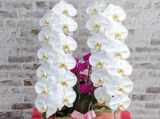 画像4: 当農園オリジナル！ミックス胡蝶蘭〔楊貴妃(ヨウキヒ)〕＊(2)＊＜７つの特典付き！＞ (4)