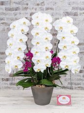 画像6: 【※大型送料3,800円】当農園オリジナル！ミックス胡蝶蘭〔楊貴妃(ヨウキヒ)〕＊(3)＊＜７つの特典付き！＞ (6)