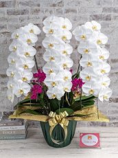 画像1: 【※大型送料3,800円】当農園オリジナル！ミックス胡蝶蘭〔楊貴妃(ヨウキヒ)〕＊(3)＊＜７つの特典付き！＞ (1)