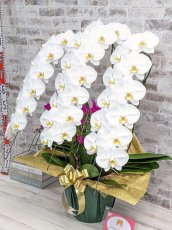 画像2: 【※大型送料3,800円】当農園オリジナル！ミックス胡蝶蘭〔楊貴妃(ヨウキヒ)〕＊(3)＊＜７つの特典付き！＞ (2)