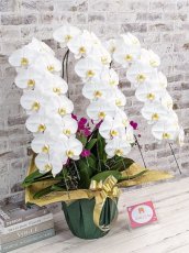 画像3: 【※大型送料3,800円】当農園オリジナル！ミックス胡蝶蘭〔楊貴妃(ヨウキヒ)〕＊(3)＊＜７つの特典付き！＞ (3)