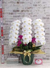 画像5: 【※大型送料3,800円】当農園オリジナル！ミックス胡蝶蘭〔楊貴妃(ヨウキヒ)〕＊(3)＊＜７つの特典付き！＞ (5)