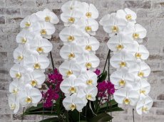 画像4: 【※大型送料3,800円】当農園オリジナル！ミックス胡蝶蘭〔楊貴妃(ヨウキヒ)〕＊(3)＊＜７つの特典付き！＞ (4)