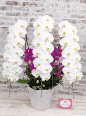 画像6: 【※超大型送料5,800円】当農園オリジナル！紅白胡蝶蘭〔楊貴妃(ヨウキヒ)〕＊(4)＊＜７つの特典付き！＞ (6)