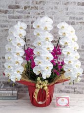 画像1: 【※超大型送料5,800円】当農園オリジナル！紅白胡蝶蘭〔楊貴妃(ヨウキヒ)〕＊(4)＊＜７つの特典付き！＞ (1)