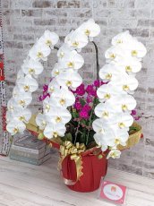 画像2: 【※超大型送料5,800円】当農園オリジナル！紅白胡蝶蘭〔楊貴妃(ヨウキヒ)〕＊(4)＊＜７つの特典付き！＞ (2)